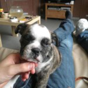 Bruce, de Engelse Bulldog