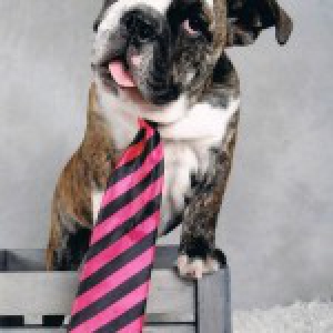 Bruce, de Engelse Bulldog