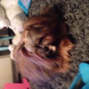 Brutus, de Lhassa Apso B