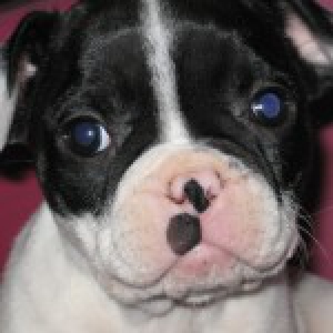 Bull, le Bouledogue Fran&ccedil;ais