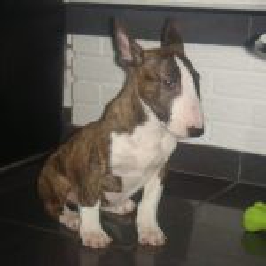 Bull Terrier Tha&iuml;