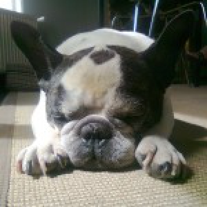Bumper, de Franse Bulldog