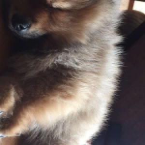 Bumpy, le Spitz Nain2