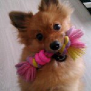 Canelle et Shadow, les Spitz