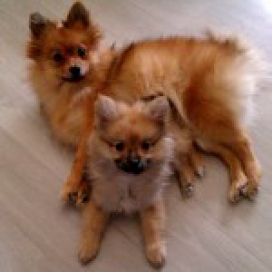 Canelle et Shadow, les Spitz