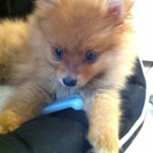 Canelle, le Spitz Nain