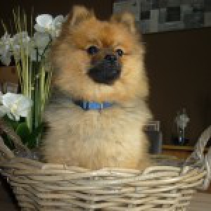Chamallow et Cacymiel, le Cavalier et le Spitz2