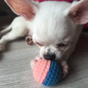 Chanel, de chihuahua