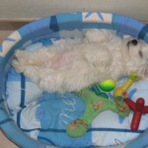 Chanel, de maltezer
