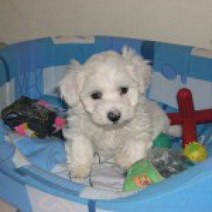 Chanel, de maltezer