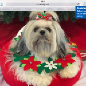 Chanel, de shih tzu