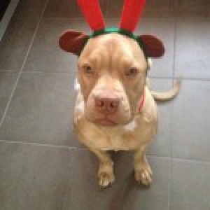 Chanel, le Dogue de Bordeaux2