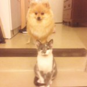 Chanel, le Spitz Nain