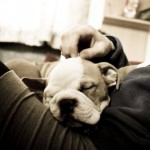 Channelle, de Engelse Bulldog