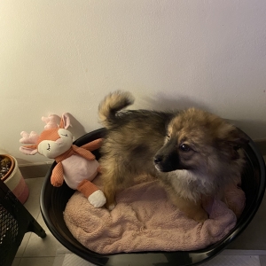 Charlie, de Adorables chiots crois&eacute;