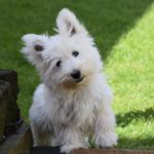 Charlie, de Westy