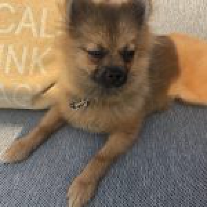 Charlie, le spitz nain