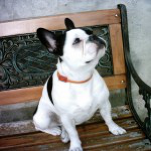 Charlotte, le Bouledogue Fran&ccedil;ais