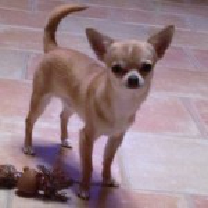 Chihuahua Kouki