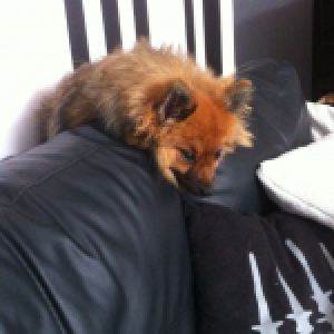 Chipie, le Spitz