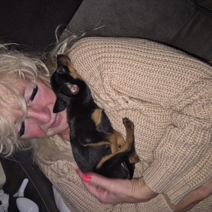 chippie, de Dwergpinscher