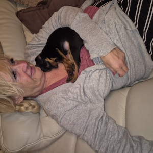 chippie, de Dwergpinscher