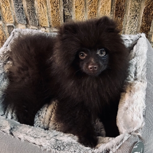 Choco, de Dwergkees / Keeshond / Pomeriaan