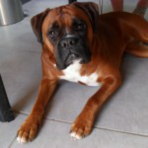 Clio, de Boxer