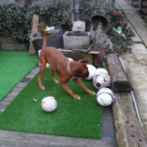 Clio, de Boxer