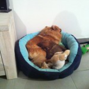 Cookie et Tigrou, les Spitz