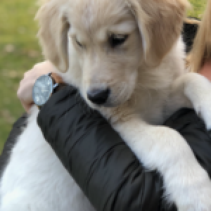 Cooper, de Golden Retriever