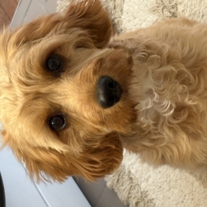 Cooper, de Zeer leuke kruisingen