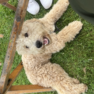 Cooper, de Zeer leuke kruisingen