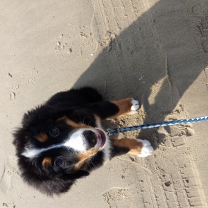 Daika, de Berner Sennen