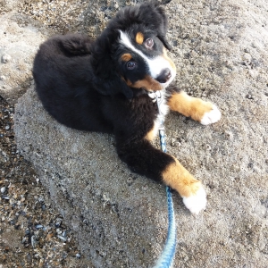 Daika, de Berner Sennen