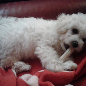 Daisy, de Bichon Fris&eacute;