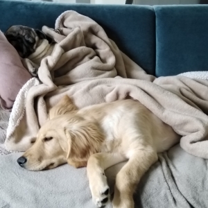 Darwin en Molly, de Zeer leuke kruisingen