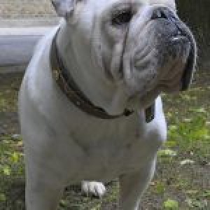 Diesel, de Engelse Bulldog