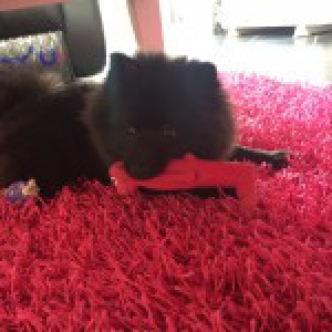 Diesel, de keeshond
