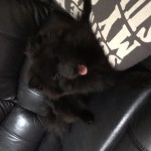 Diesel, de keeshond