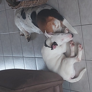 Dio ( Bull Terrier ) et Maya ( Basset Hound ), de Bull Terrier