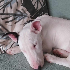Dio ( Bull Terrier ) et Maya ( Basset Hound ), de Bull Terrier
