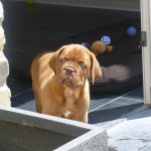 Dogue de Bordeaux Narco