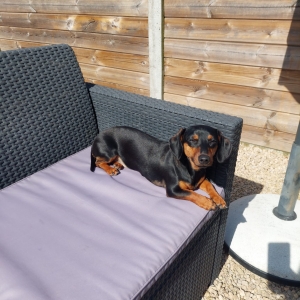 Eclair, de Teckel