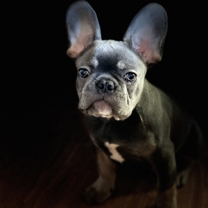 Eddie, de Franse Bulldog