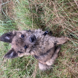 Ellie, de Dwergkees / Keeshond / Pomeriaan