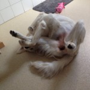 Ellie, de Golden Retriever
