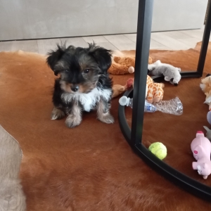 Fifi, de Yorkshire