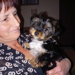 Fifi, de Yorkshire
