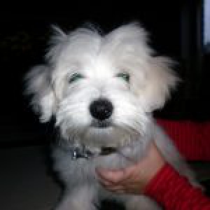Filou, de Maltezer